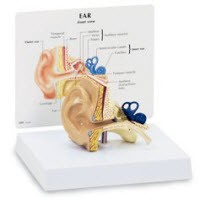 GPI Anatomical #SB27237G