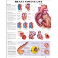 Anatomical Chart #1-58779-883-2