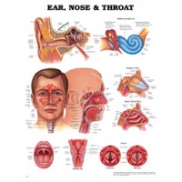 Anatomical Chart #1587791153