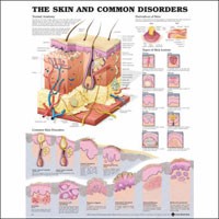 Anatomical Chart #1587796128