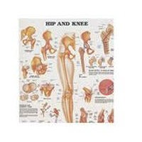 Anatomical Chart #816907