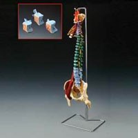 Anatomical Chart #CH5900