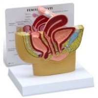 Anatomical Chart #G350